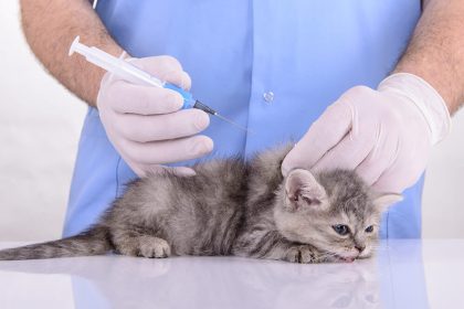 Вакцинация котенка